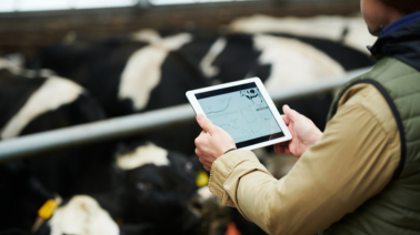 Real-Time Data Insights for Dairy Farms Using PiERP Dashboards